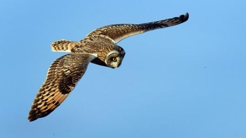 A short-eared owl over Kent