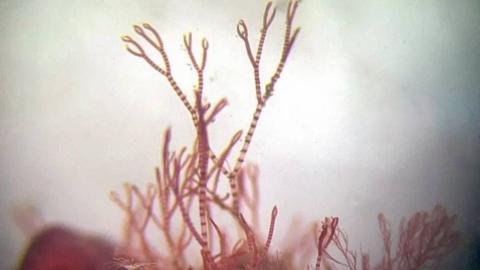 A photograph of a tiny seaweed with pink stripes and pincer tips looks as if it's reaching up.
