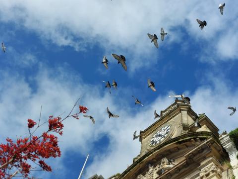 Birds flying