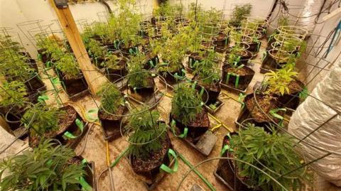 Small cannabis plants growing in individual pots, in a large well-lit room. 