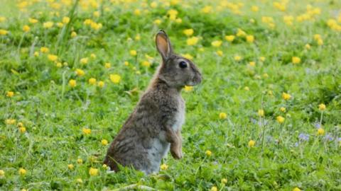 A wee rabbit, sitting up in a field of yellow flowers, looking to the right.
