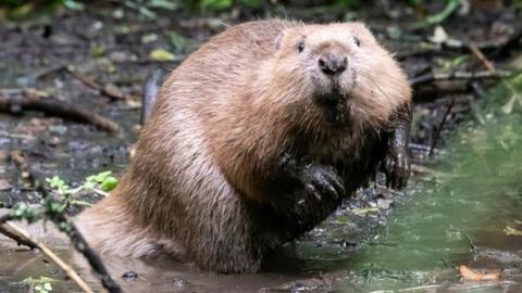 A beaver