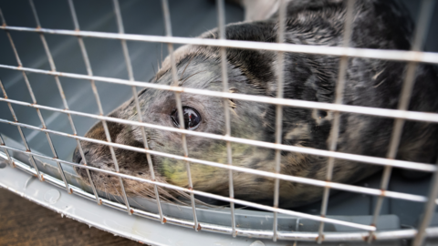 Rocky the Seal's face pressed up against the wire of a cage.