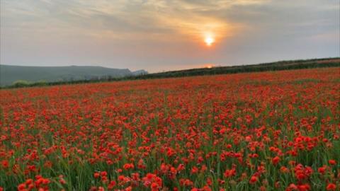 Poppies