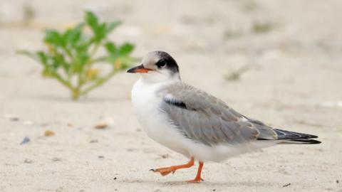 A Common Tern walks along a beach