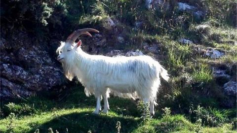A Kashmiri goat on the Great Orme
