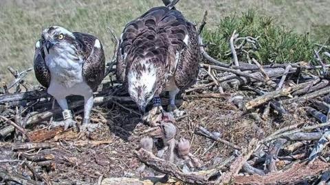 Osprey chicks being fed at Foulshaw Moss Nature Reserve