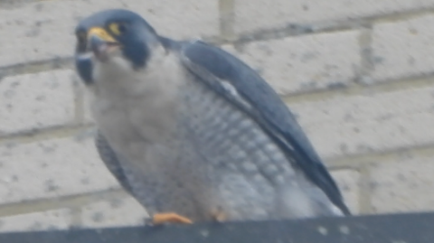 Peregrine Falcon perched on the roof of Arlington House in Margate with the wall of the plant room behind it.