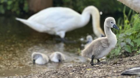 close up of a cygnet with two others in the water behind with a larger swan