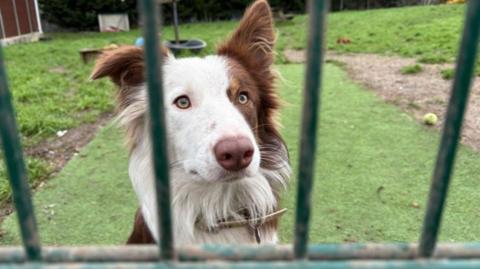 A close up shot of a terrier dog with white and brown face looking sad behind bars at South East Dog Rescue