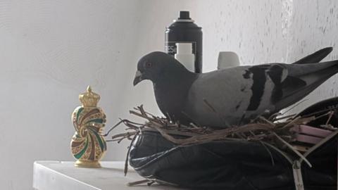 A bird on a shelf that has made a nest in a makeup bag. There is an ornament in front of her. Twigs are in the bag and bottles behind her.