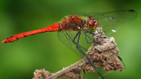 A bright red dragonfly with transparent wings rests on a brown plant stem against a blurred green background. Fine details of the insect's body, eyes and wing structure are visible.