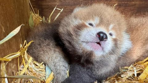 A red panda cub on a bed of straw, with the back of another panda cub to its left.
