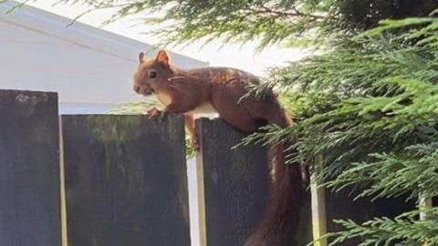 Red squirrel on fence in Bishopbriggs garden 