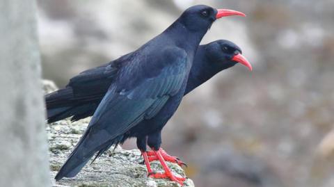 Two choughs on a rock, they have dark glossy feathers, and bright red beaks and feet.