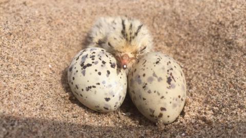 A little tern chick resting its head between two speckled eggs on sand.