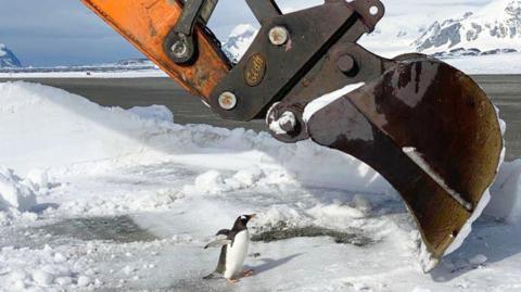 Antartica A penguin waddles towards an orange excavator