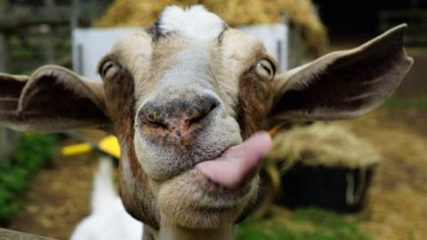 A goat faces the camera with its tongue out, looking silly. 