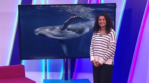 Nina smiling in the Newsround studio next to a television showing a picture of a whale 