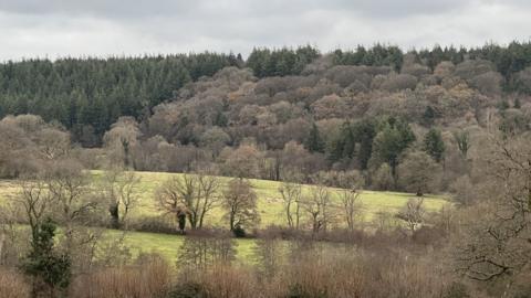 A forest on the green sand hills of the Stourhead (Western) Estate