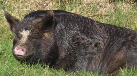 A pig with heavy black hair sitting in a grass field.