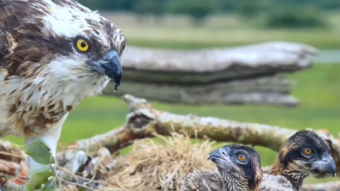 Osprey in nest with chicks