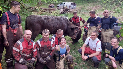 bull with rescue team
