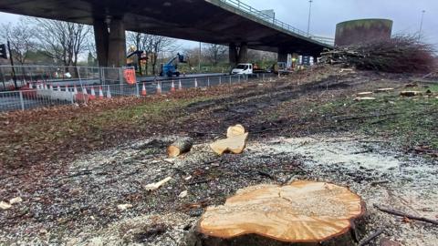 Felled tree stumps sit beside Gateshead's concrete flyover which has traffic cones and maintenance work fencing under it.