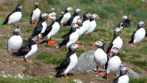 Puffins which have returned to the Farne Islands