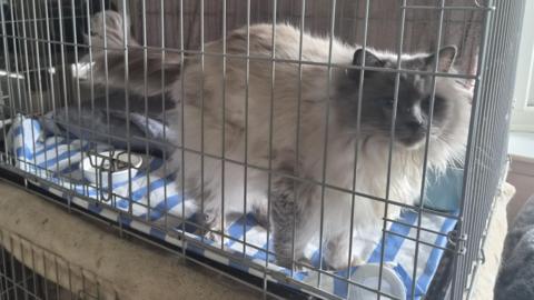  A fluffy grey cat in a cage on a white and blue blanket 