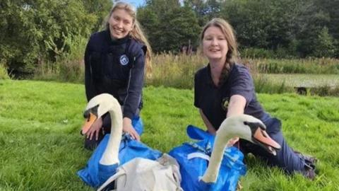 Three swans with countryside rangers being moved to new location