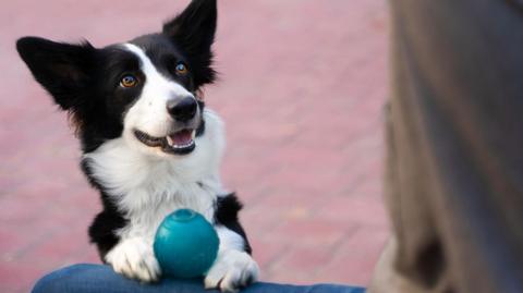 A dog with a toy ball between its paws which are resting on someone's lap, looking up with curiosity