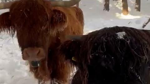 Two Highland cows in the snow