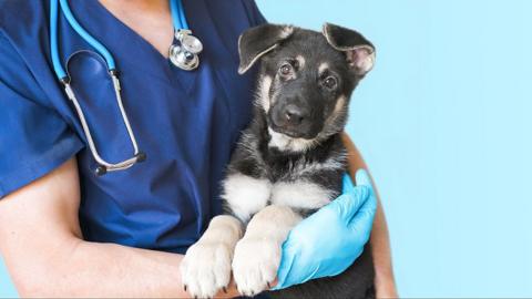 A veterinarian wearing blue scrubs and a stethoscope gently holds a young black and tan puppy, possibly a German Shepherd, in a clinical setting. The vet's gloved hand supports the puppy, conveying care and professionalism against a clean, light blue background.