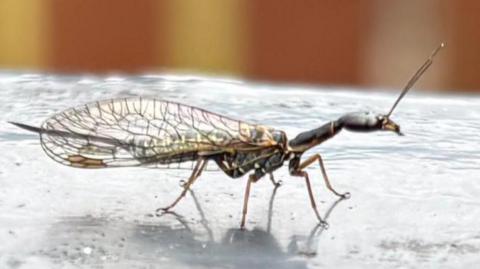 The snakefly has a long body and a head that resembles an ant's head. It has long, delicate wings. It is resting on top of a black railing outside a back door. A brown garden fence is visible, but slightly blurred in the background.