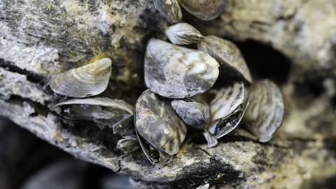 Quagga mussels