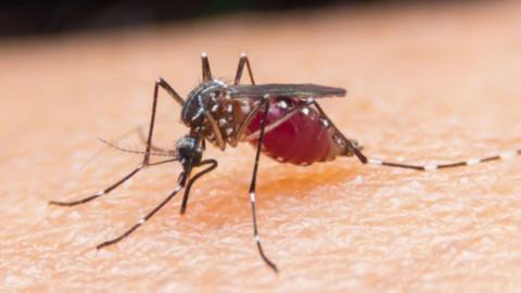 Mosquito