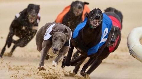 Five greyhounds sprinting round a track at high speed. Each dog is wearing a coloured jacket with a number on it. The jackets are white, blue, red, orange and black. The dogs' paws are kicking up sand as they run.
