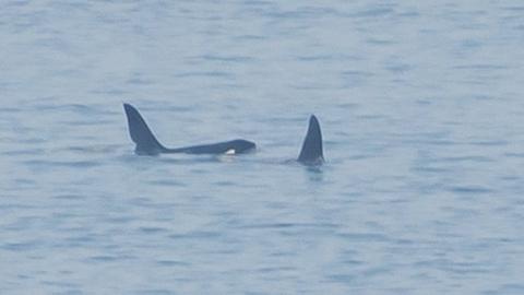 Orca John Coe, left, with another orca