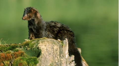 American mink