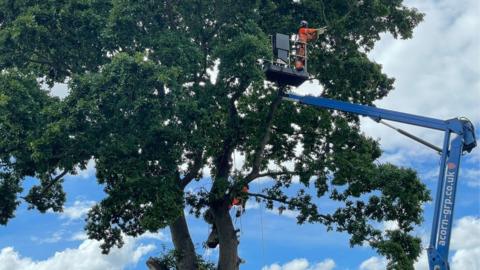 The oak tree being felled