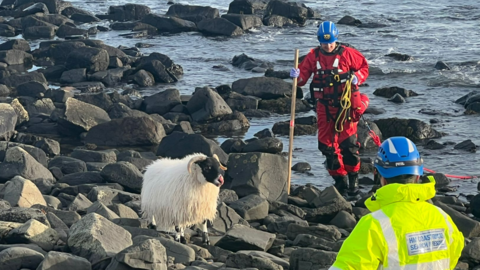 Two men wearing high vis clothing surround a sheep on the rocks. It has a bite on its face.