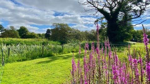 Cloudy blue skies behind fields and lawns with purple spikey flowers in the right foreground