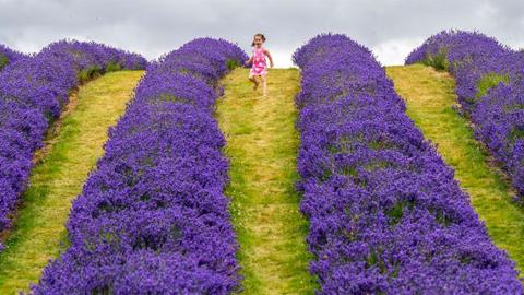 Eris Ijaz, aged 3 from Falkirk, explores the rows of folgate lavender at Scottish Lavender Oils at Tarhill Farm, Kinross