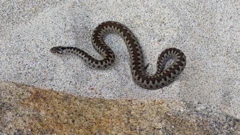 A snake with a dark zig-zag pattern on its back can be seen from above, curled up on a white sandy beach 