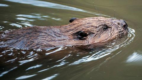 A beaver swimming in murky water. The top half of its head and torso are above the water level.