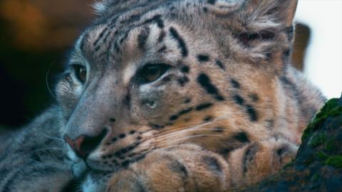 Close up of snow leopard's face in winter light as she lays on a tree in her enclosure at Banham Zoo
