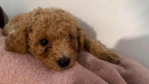A small fluffy golden brown dog lying on a pink blanket