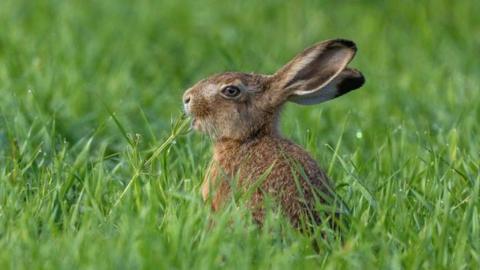 An image of a rabbit sitting in grass. The animal is in profile facing to the left of the picture