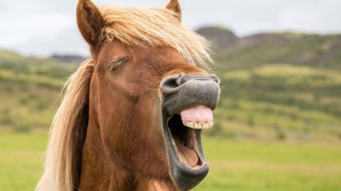 Horse opening its mouth and showing teeth.